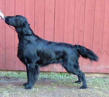 Flat Coated Retriever Black Mica's For Those Who Dare
