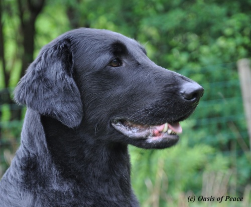 Flat Coated Retriever Miss Mallorys Sooner or Later portret