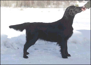 Flat Coated Retriever Black Mica´s That´s for sure