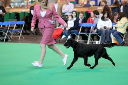 I believe in angels Oasis of Peace at Ronevorg na Cruft´s dog show 2015