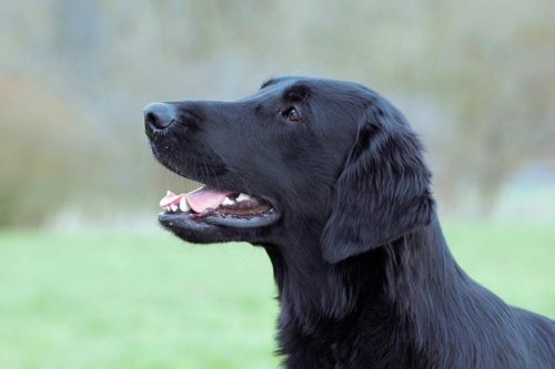 Flat Coated Retriever Just Great Oasis of Peace