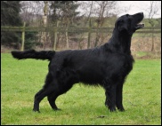 Flat Coated Retriever Starworkers Handsome as Hell