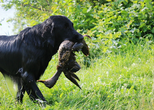 Flat Coated Retriever Miracles Happen Oasis of Peace