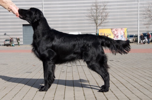 Flat Coated Retriever Arny Miracles Happen Oasis of Peace
