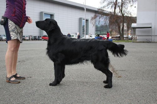 Flat Coated Retriever  Miracles Happen Oasis of Peace