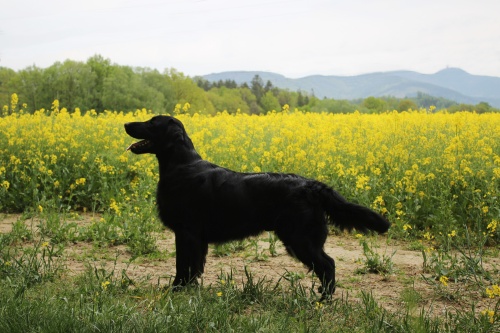 Flat Coated Retriever Miracles Happen Oasis of Peace