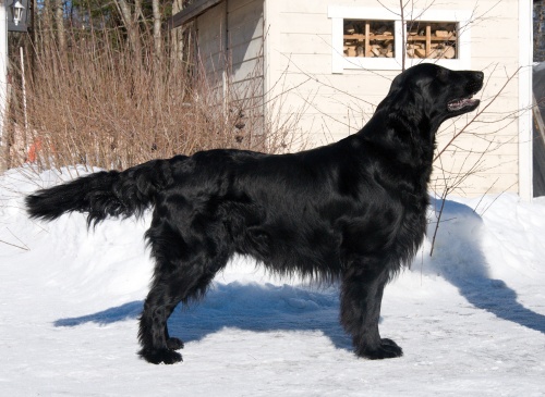 Flat Coated Retriever Oasis of Peace Sniffens Star of Paronis