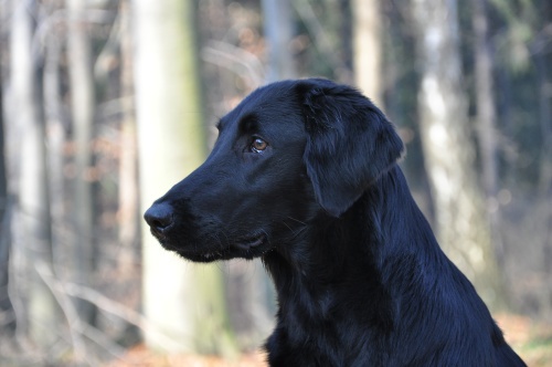 Flat Coated Retriever Flamboyant Winnie Oasis of Peace 7 months old