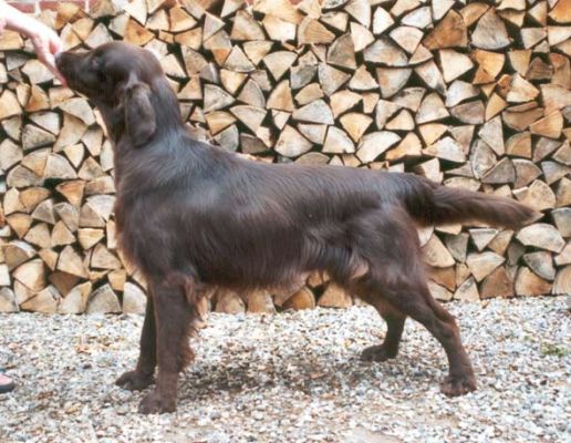 Flat Coated Retriever  - Huntlover's First Chocolate Coating